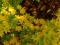 DSCF9118