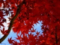 DSCF9157