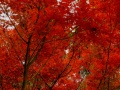 DSCF9165