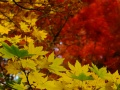 DSCF9172