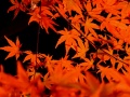 DSCF9201