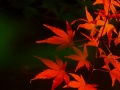 DSCF9209