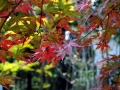 05-Momiji 2016