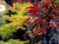 08-Momiji 2016