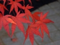 11-Momiji 2016