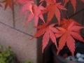 12-Momiji 2016
