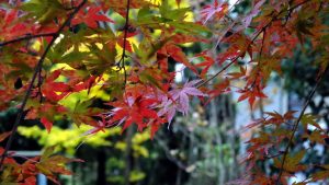 05-momiji-2016