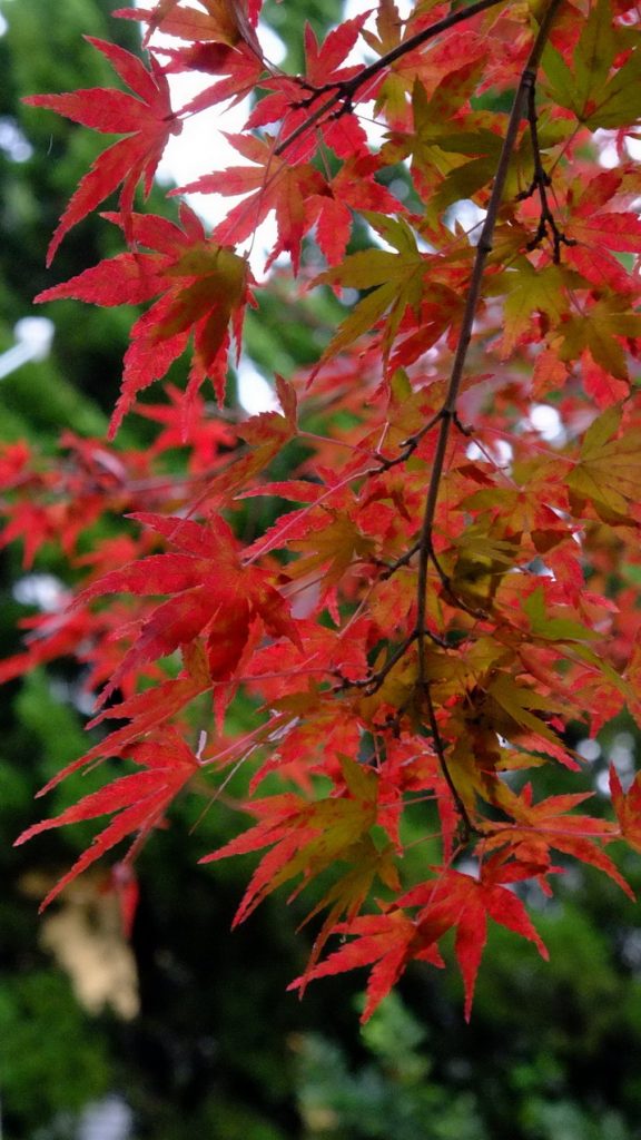 13-momiji-2016
