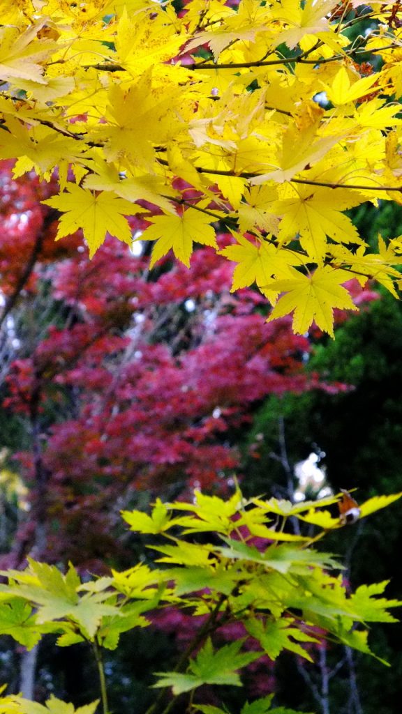 15-momiji-2016