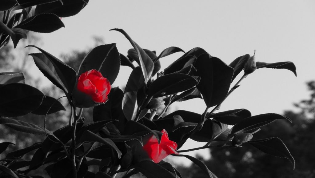 Mellow なクリスマス・ソング ～ 2019 Vol.8【Crissi Cochrane】